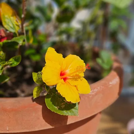 Rodriguez De La Fuento Апартаменти *