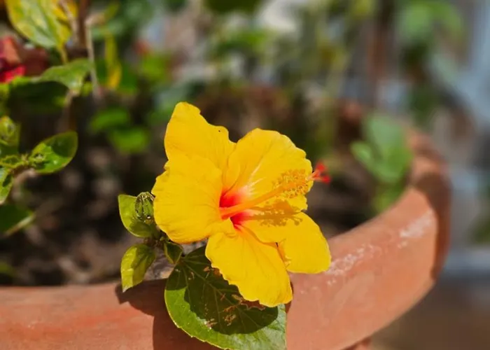 Rodriguez De La Fuento Appartement *